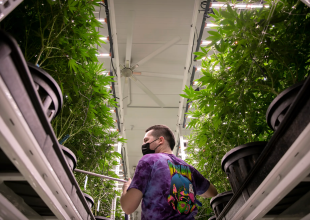 ‘This Tax Could Kill This Industry.’ California Cannabis Operators Brace For Increase